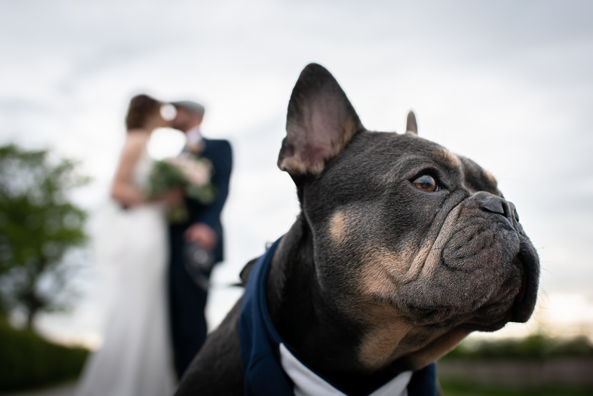 French bulldog posing in front of the bride and groom