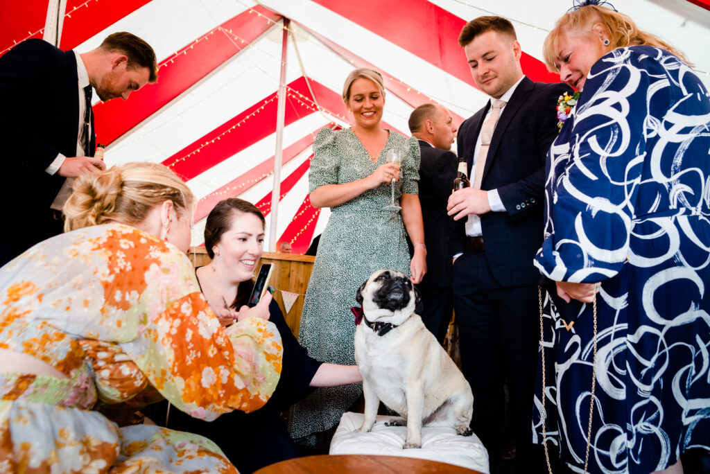 Dog being fussed by the guests