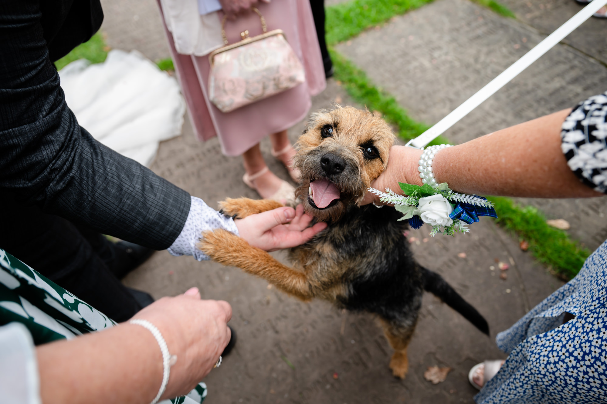 dog getting fussed at Chadkirk Chapel