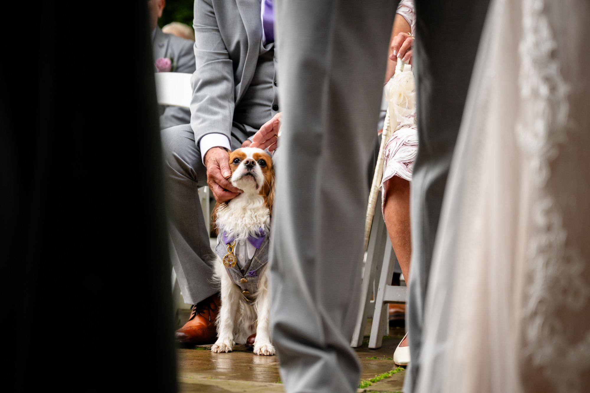 The dog photographed through the groom's legs