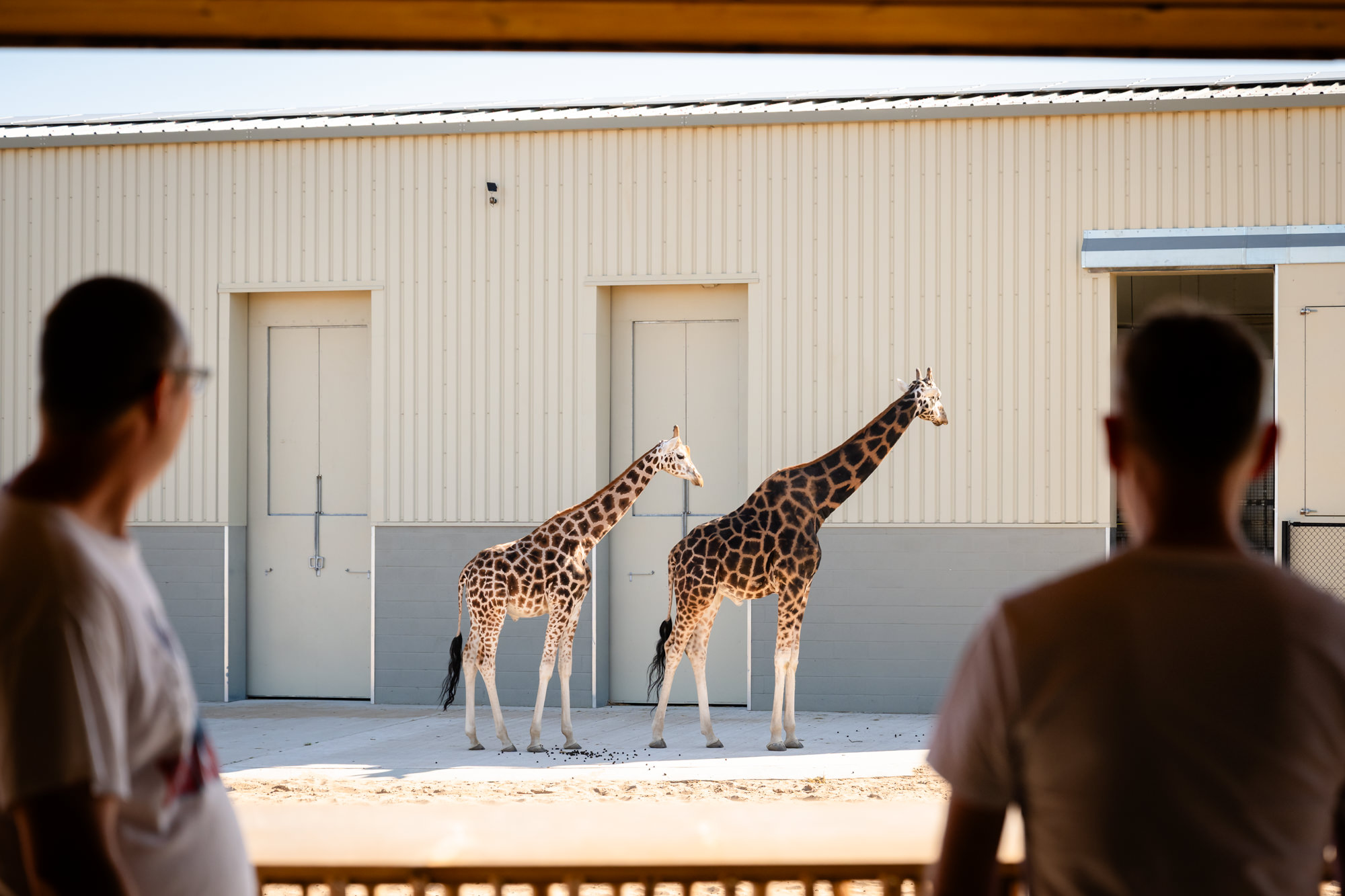 Giraffes wander past the lodge as Marc and Dom watch on the wedding morning at The Reserve.