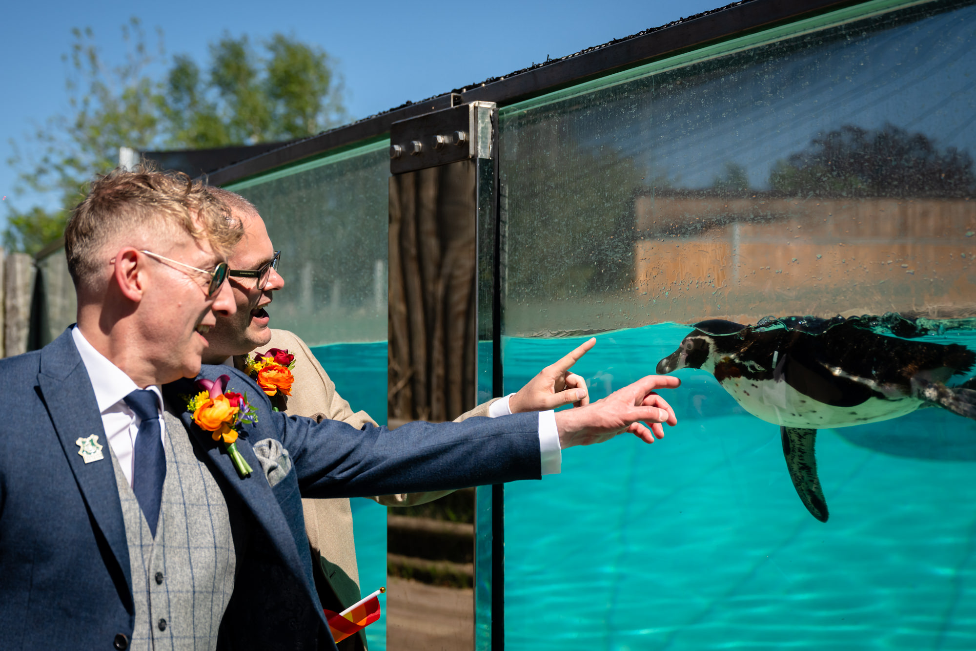 Marc and Dom watch a penguin swim past the glass during portraits at Chester Zoo.