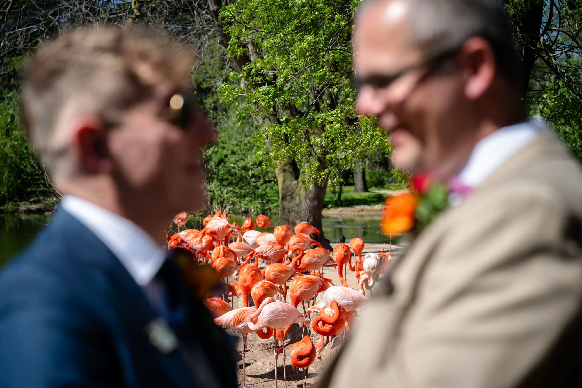 A flock of flamingos frames Marc and Dom during their portraits at Chester Zoo.