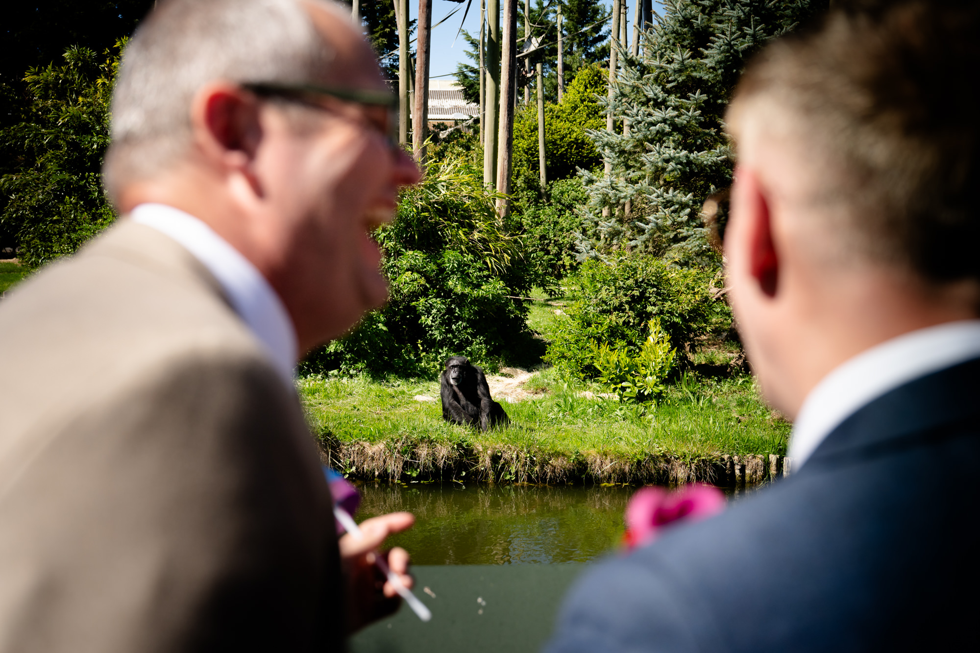 Marc and Dom watch a chimpanzee on the ranger tour at Chester Zoo.