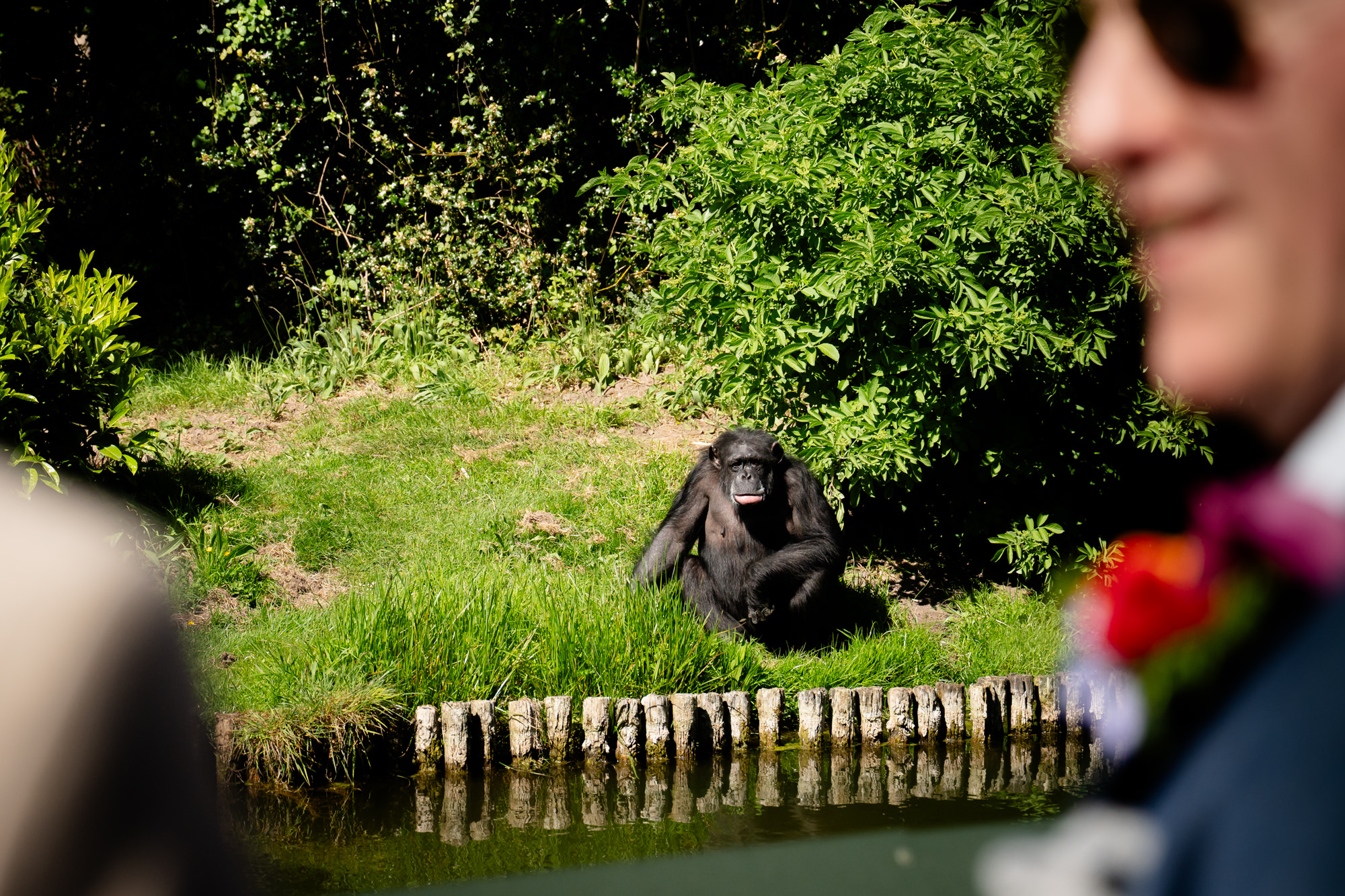 A chimpanzee at Chester Zoo, seen on the ranger tour.