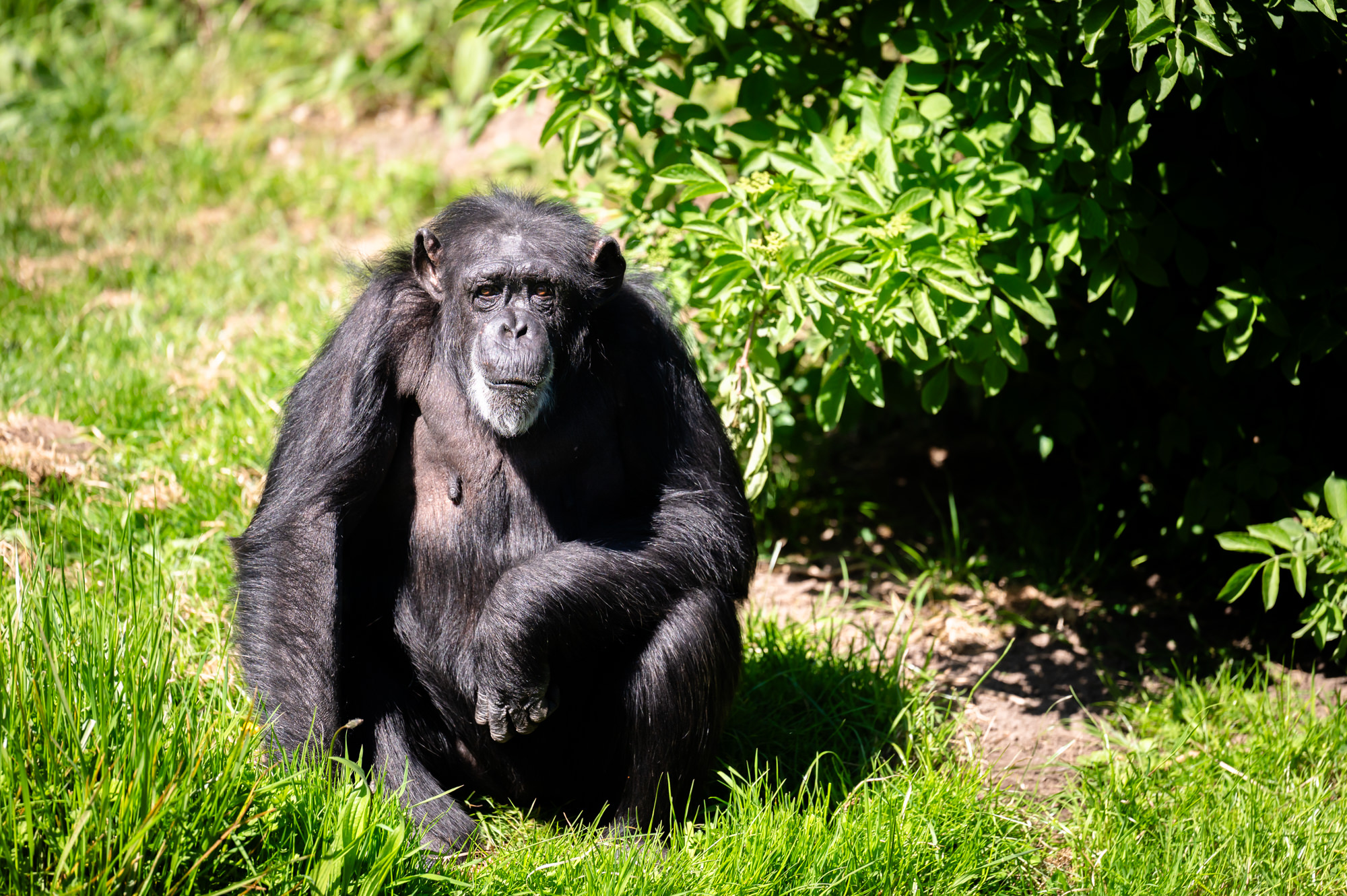 A chimpanzee in the spring sunshine at Chester Zoo.