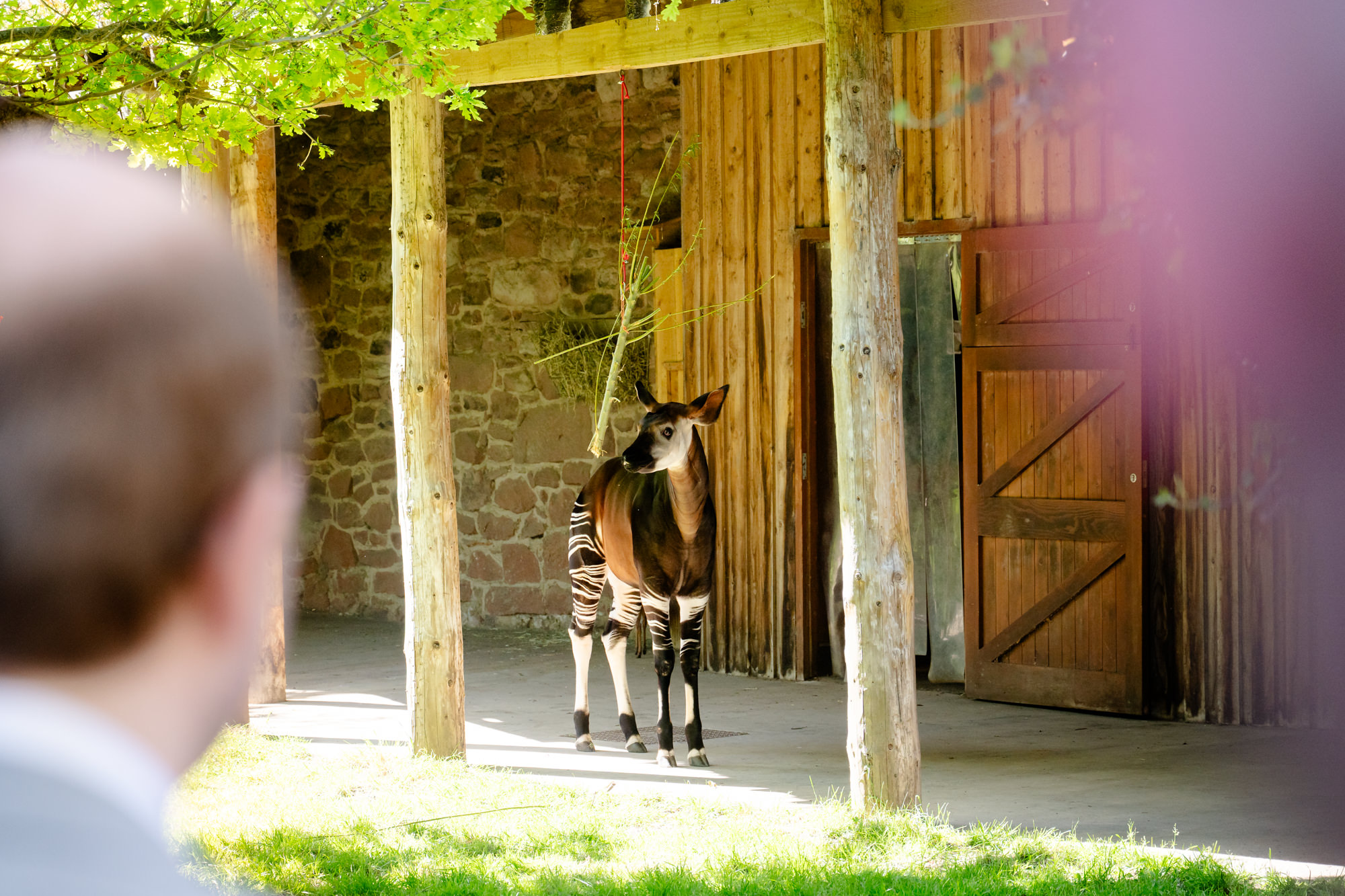 An okapi at Chester Zoo, spotted during the ranger tour.