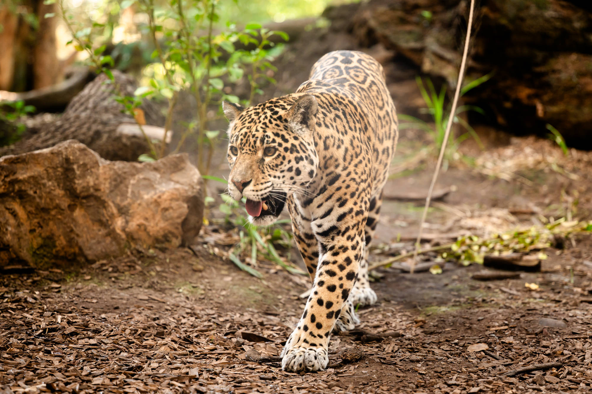 A jaguar on the move at Chester Zoo.