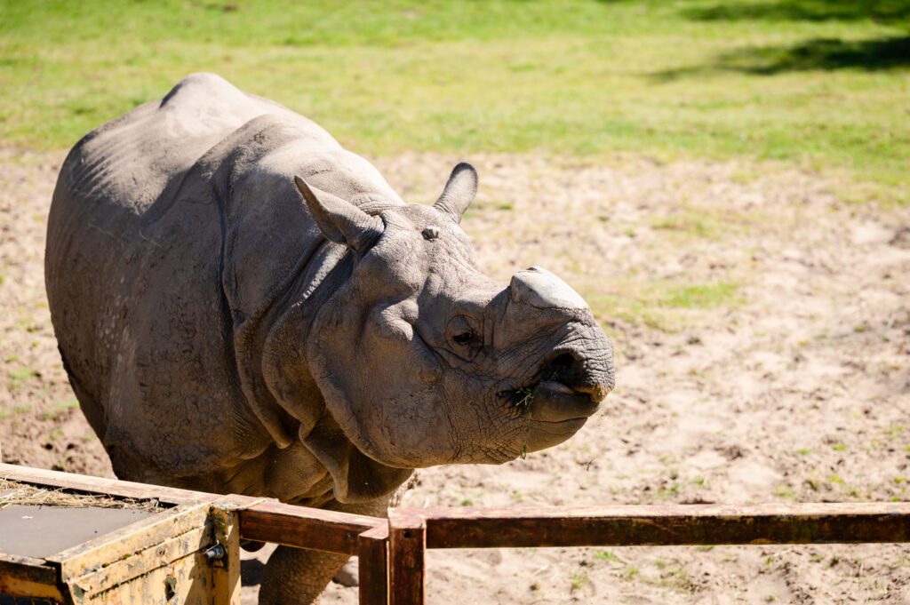 A greater one-horned rhino at the feeder at Chester Zoo.