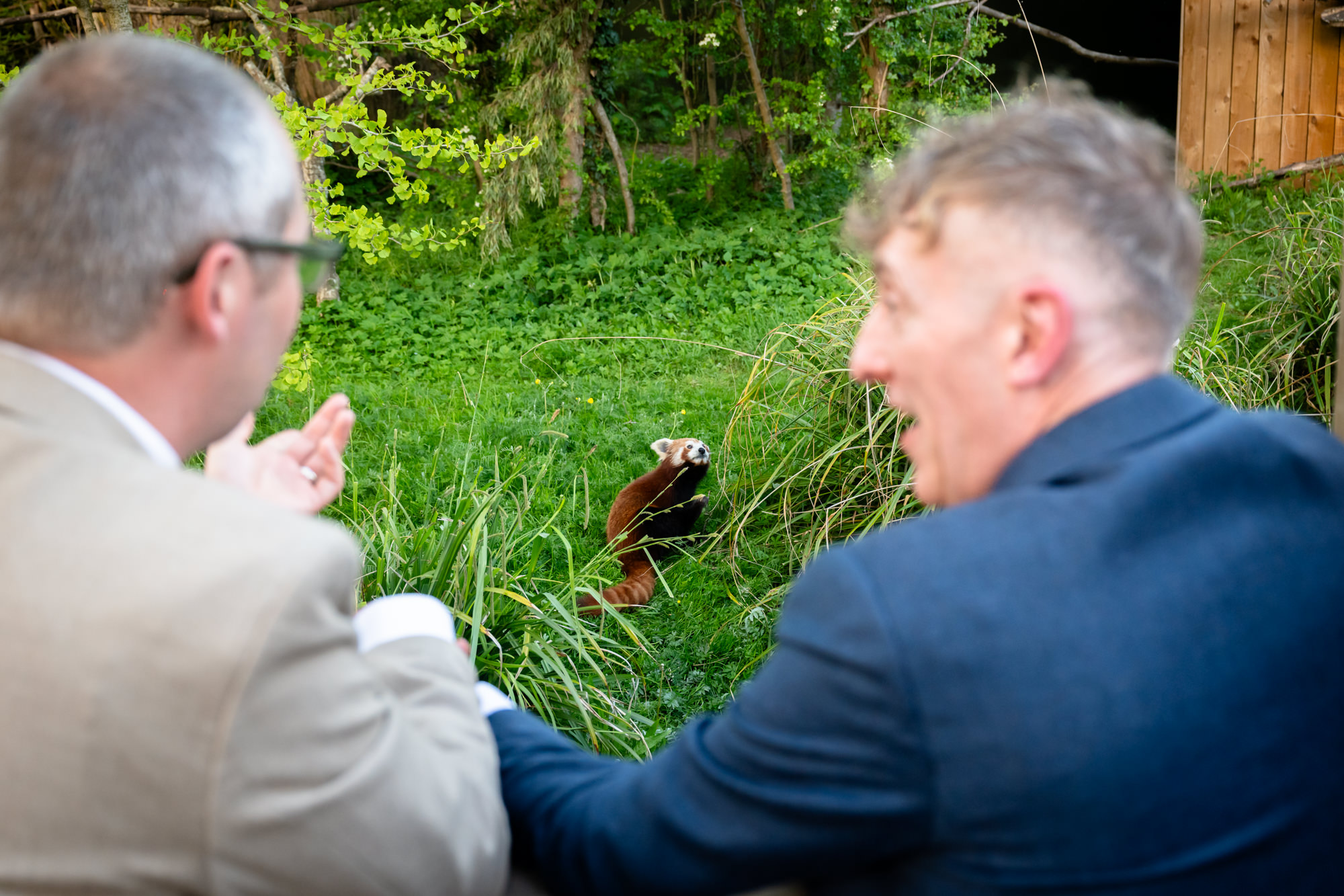 Marc and Dom watch a red panda before the first dance at Chester Zoo.