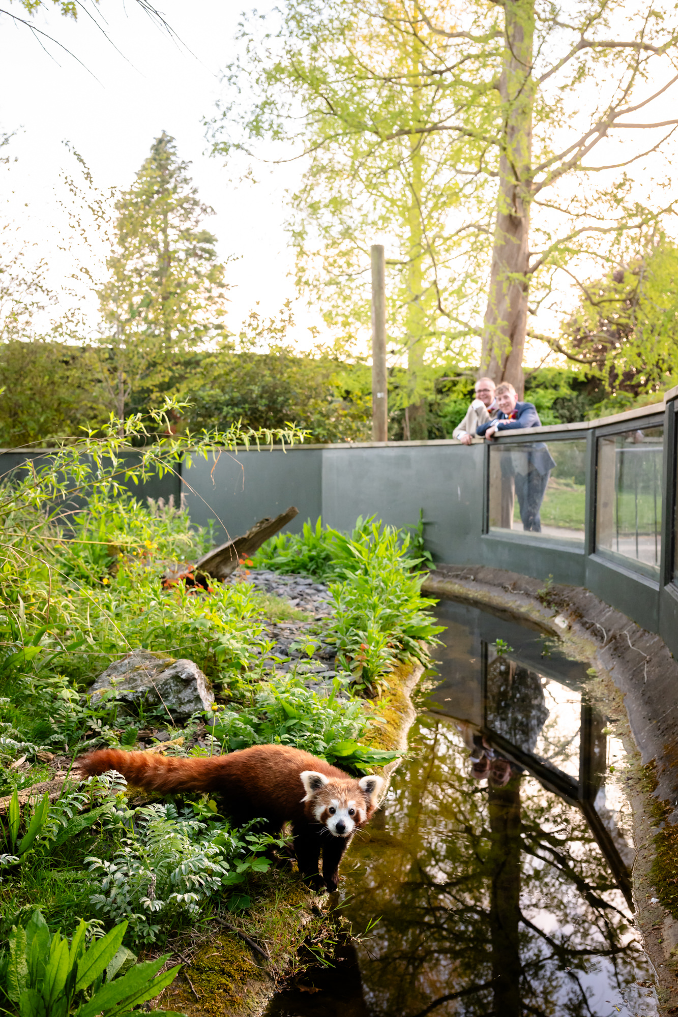 A red panda comes close as Marc and Dom look on from the railing at Chester Zoo.