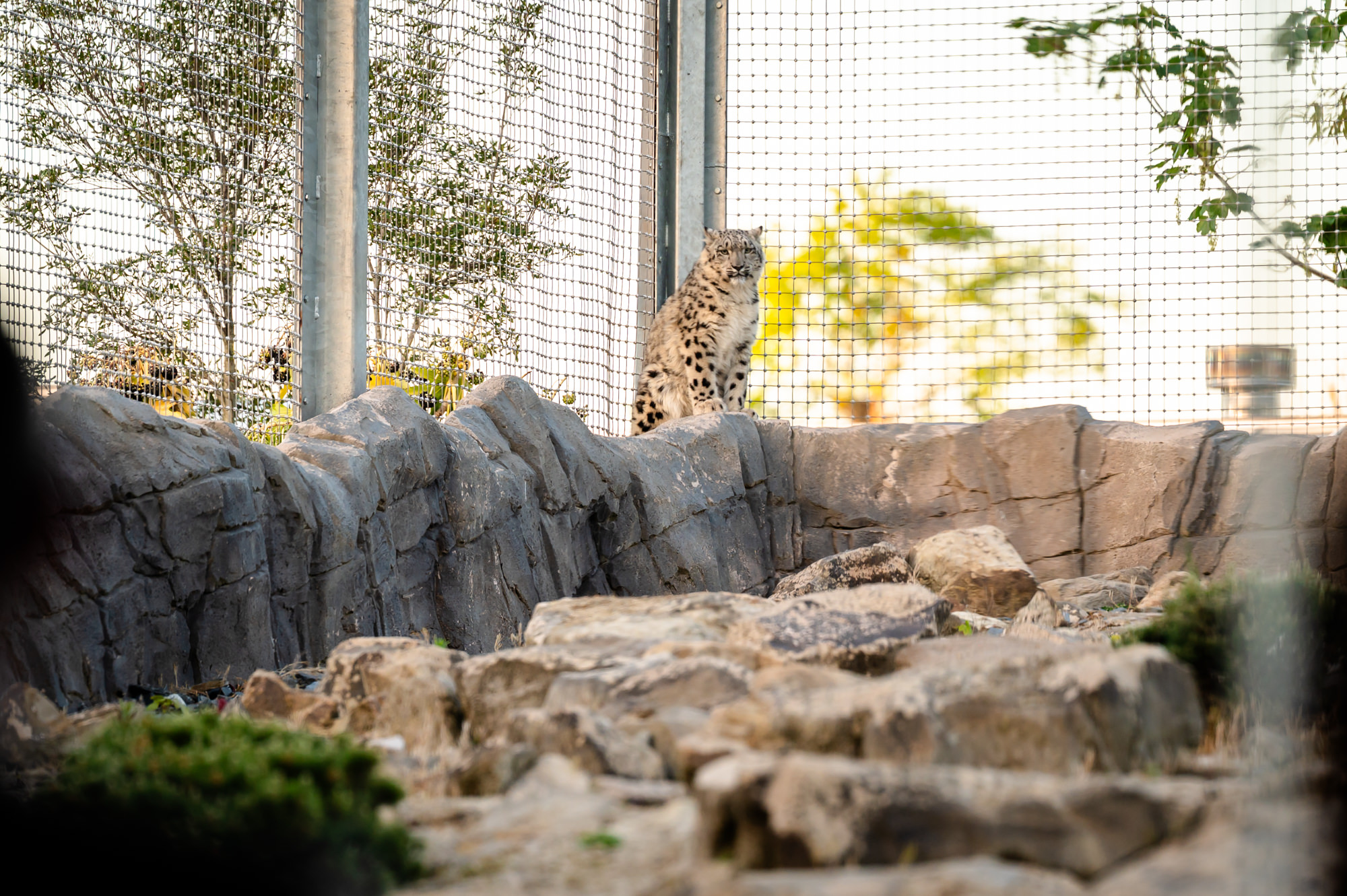 A snow leopard keeps its distance at Chester Zoo.